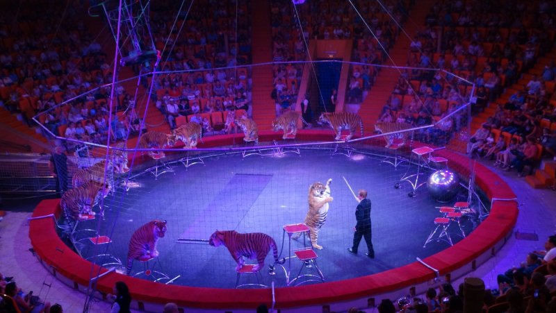 Астраханских подростков пригласили в цирк
